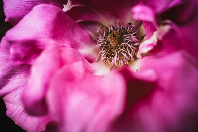 Extreme close-up of a pink rose's golden stamens and pale filaments framed by soft, blurred magenta petals.