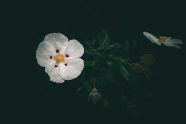 A white five-petalled flower with a yellow center and dark spots glows against deep green shadowed foliage.