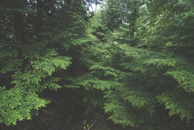 Dense conifer branches with layered feathery foliage fill the frame in soft green light beneath a shadowed forest canopy.