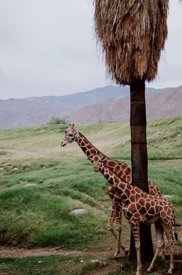 Photography by Sam Bloomberg-Rissman - S2604071