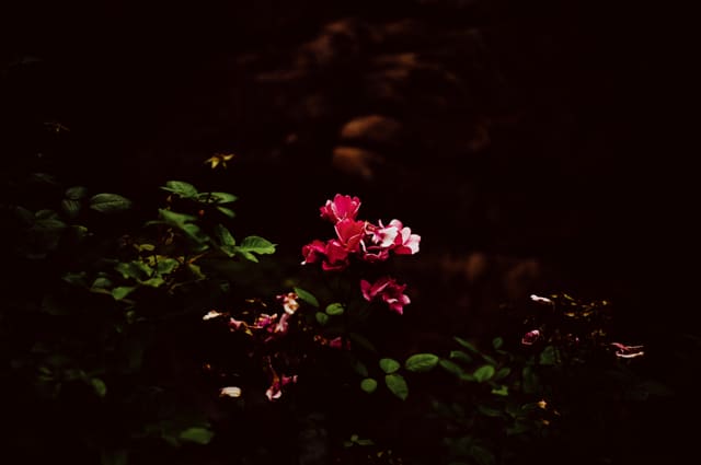 Photography by Sam Bloomberg-Rissman - S2605226