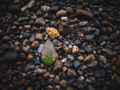 Two fallen leaves, one green-gold and one amber, resting on a bed of wet dark pebbles seen from above.